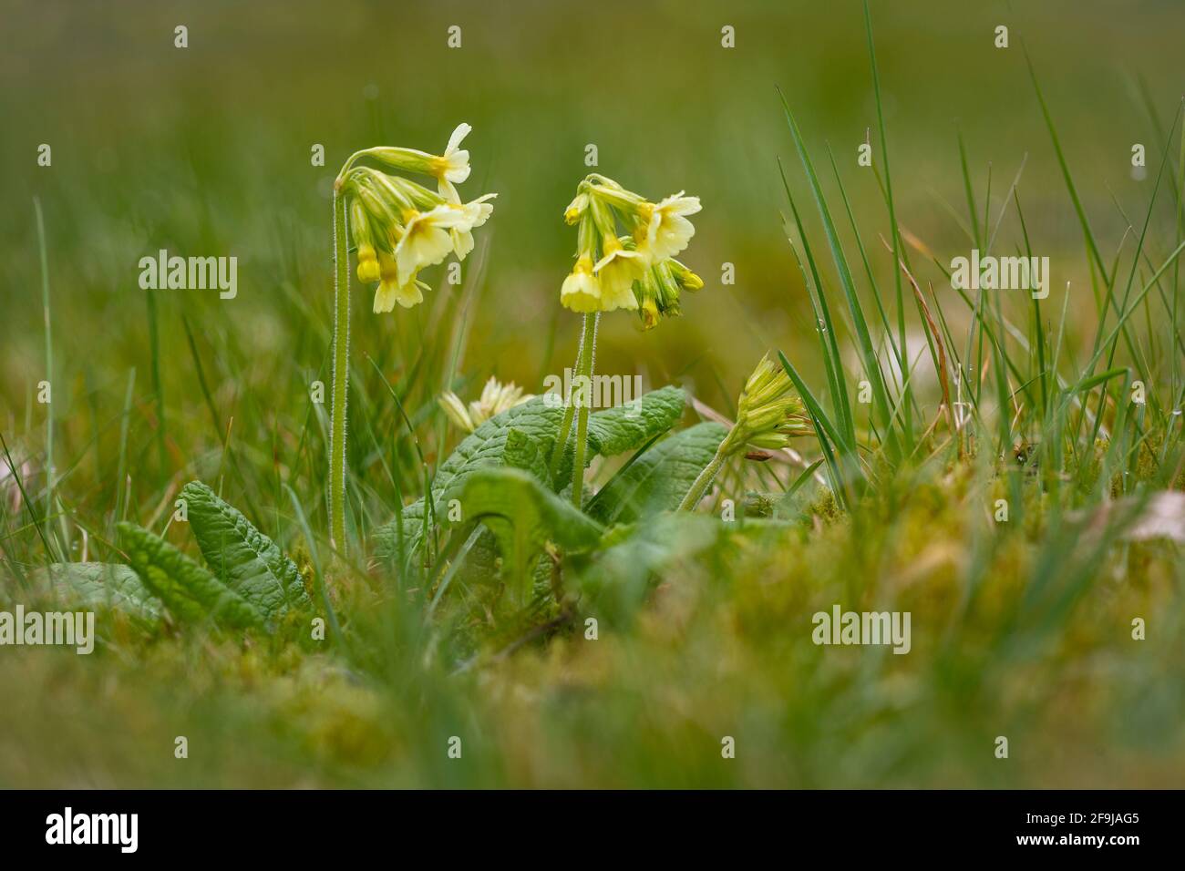 Oxlip, Primula elatior, naturalised. Family Primulaceae Stock Photo