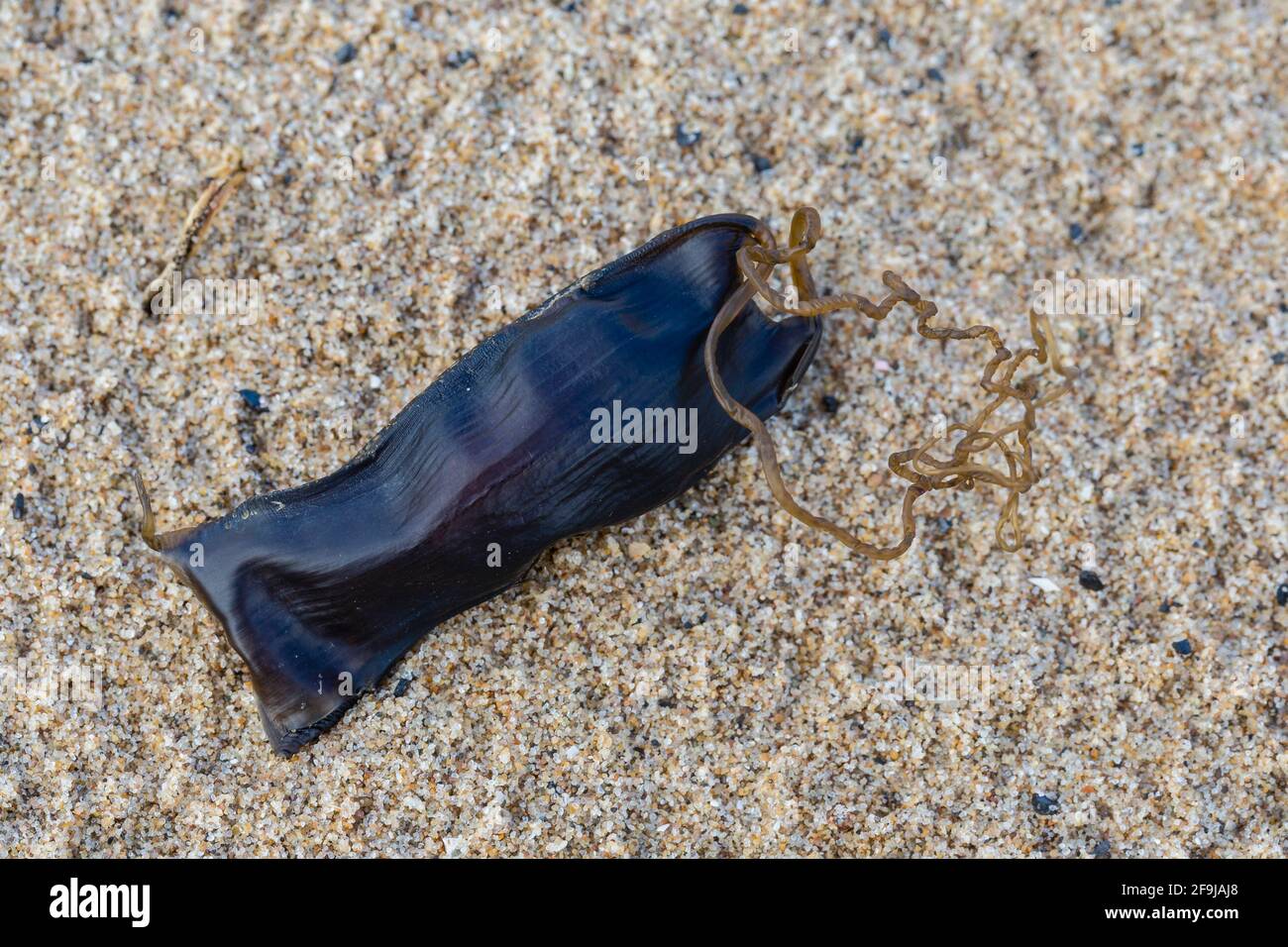 Old egg-case of Small-spotted Catshark, or Lesser-spotted Dogfish, Scyliorhinus canicula, on beach near Swansea, South Wales. Family Scyliorhinidae Stock Photo