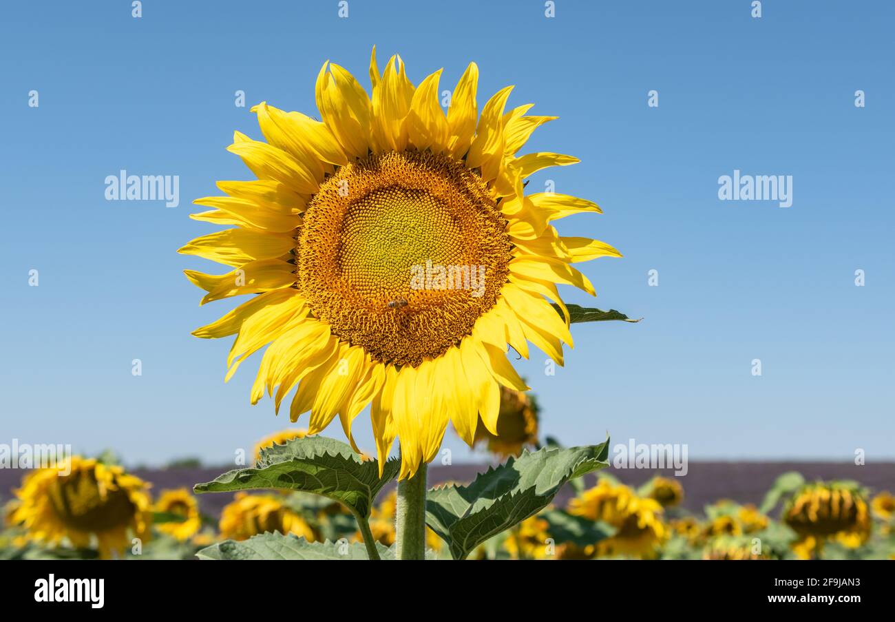 Vibrant sunflower field in sunny hi res stock photography and images