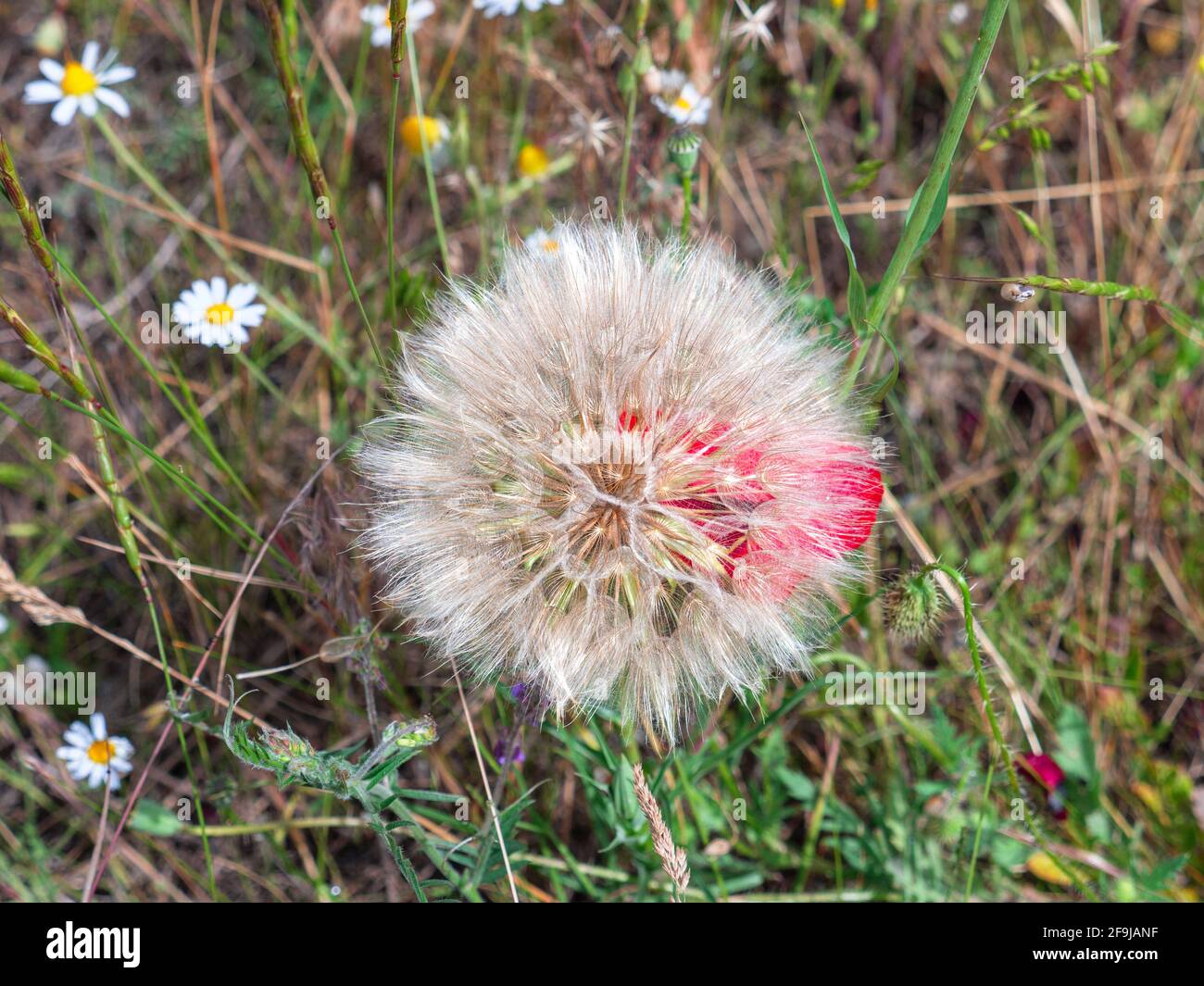 Top view of a a big goats beard flower (Tragopogon pratensis) and a red poppy flower behind it growing in a meadow in the countryside. Stock Photo