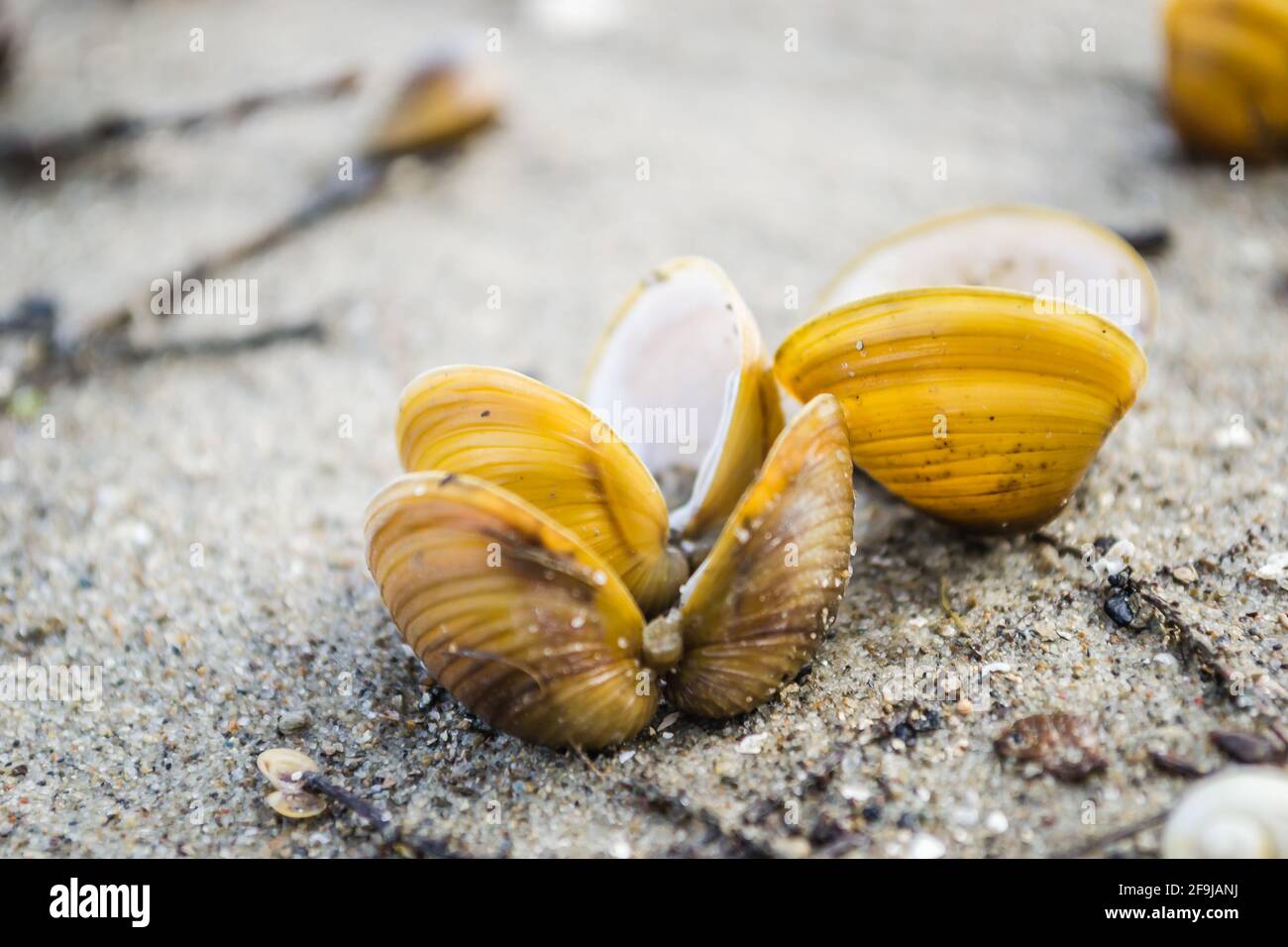 A broken shell on the sandy bank of the Danube near Novi Sad Stock ...