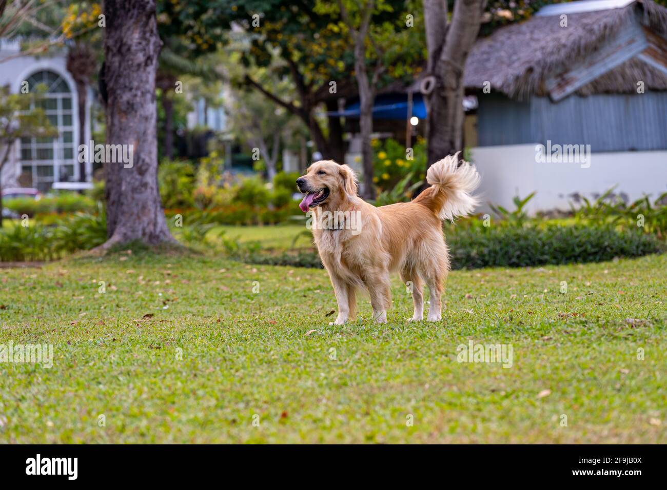 Beautiful golden retriever dog enjoy summer walk at the park Stock ...