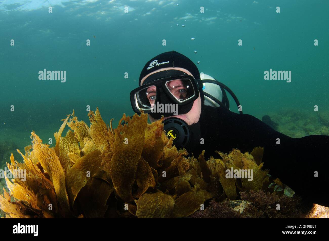 Scuba diver in black wetsuit partially hiding behind brown kelp frond. Stock Photo