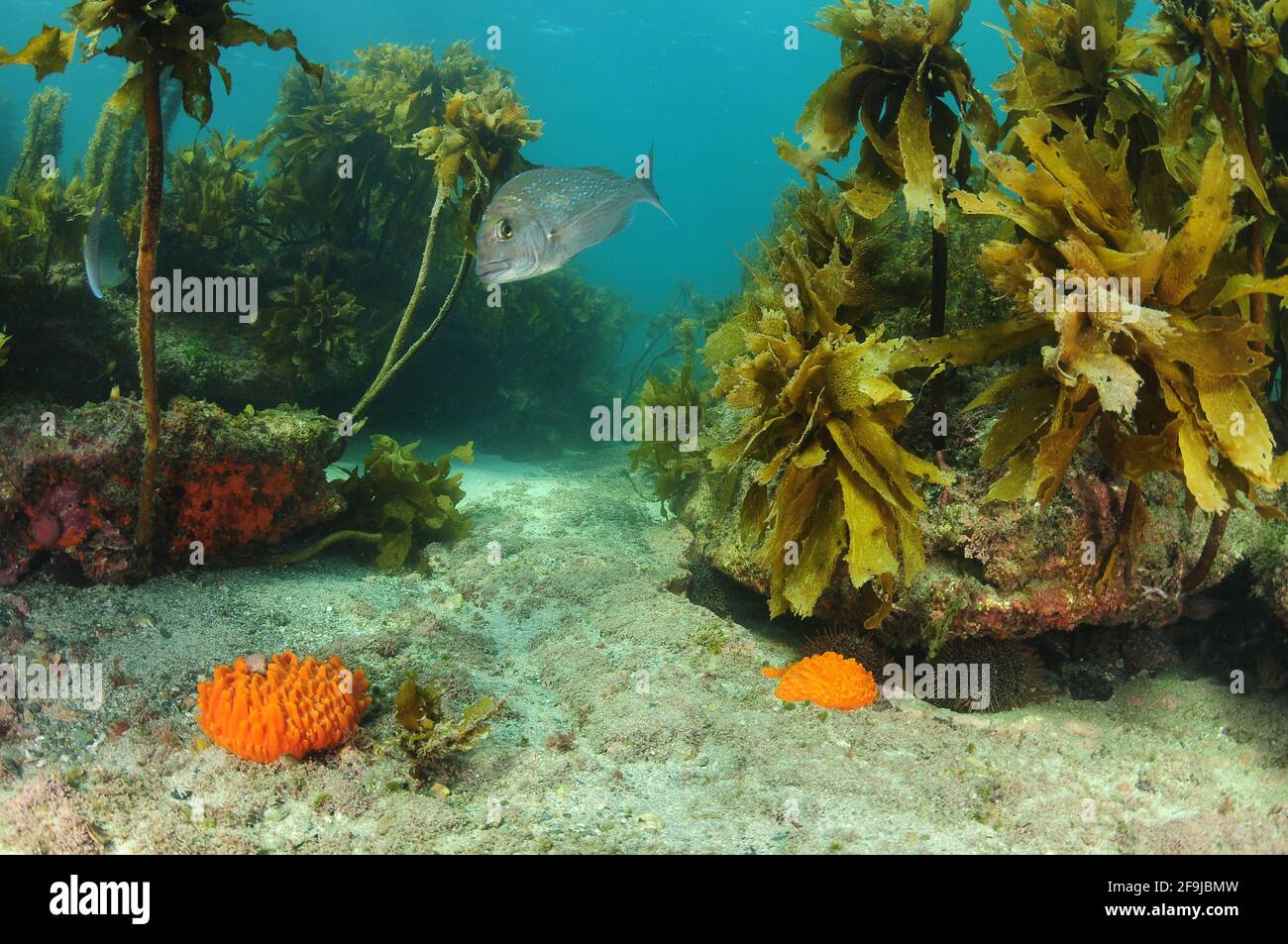 Underwater rocks covered with brown kelp with orange nipple sponges on flat bottom between them. Stock Photo