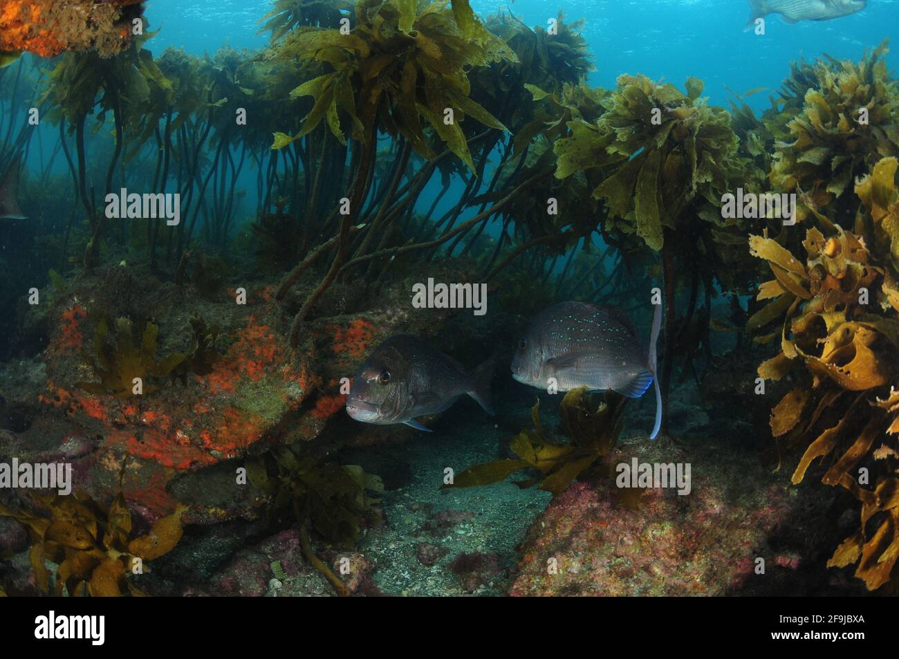 Two Australasian snappers Pagrus auratus in gully of rocky reef covered with growth of stalked kelp Ecklonia radiata. Stock Photo