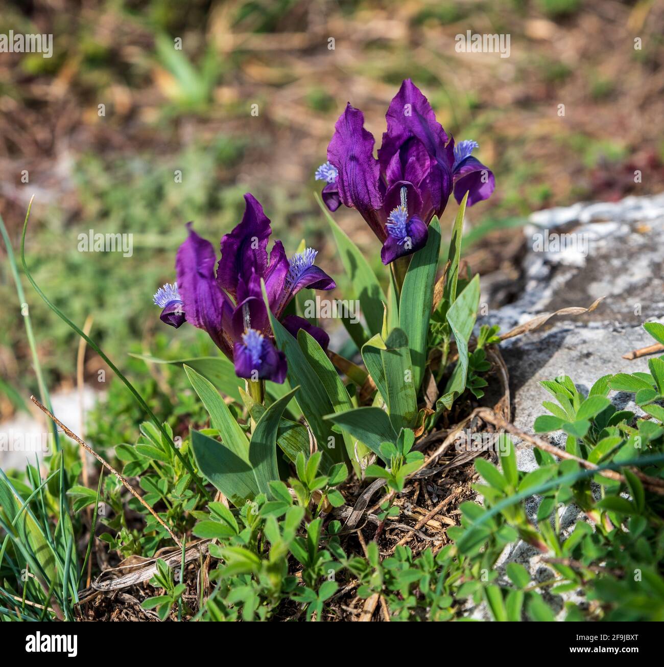 Flowering Iris pumila plant on Kocici skala in Palava mountains in Czech republic Stock Photo