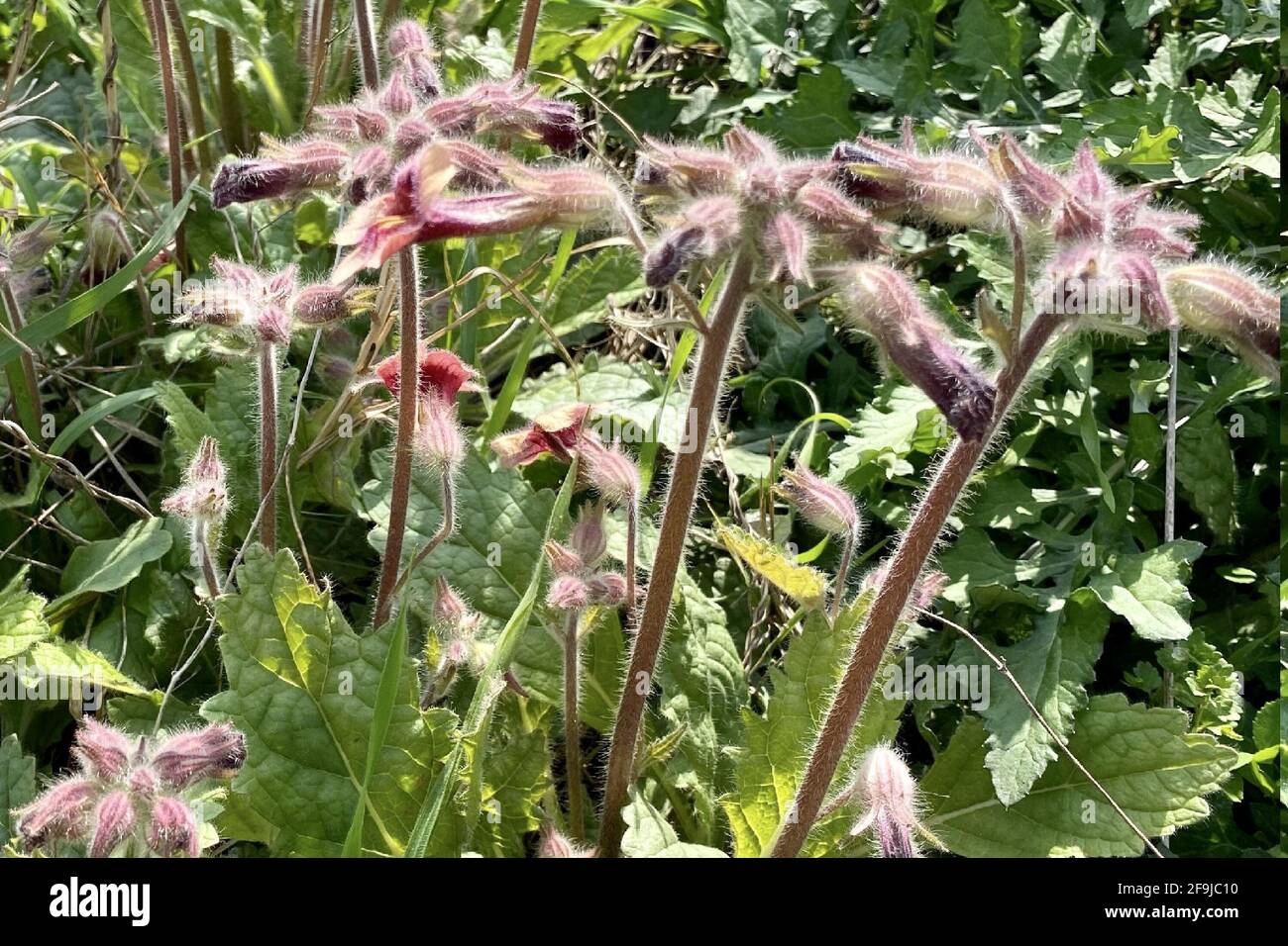Closeup of blooming Rehmannia glutinosa in a field under the sunlight Stock Photo