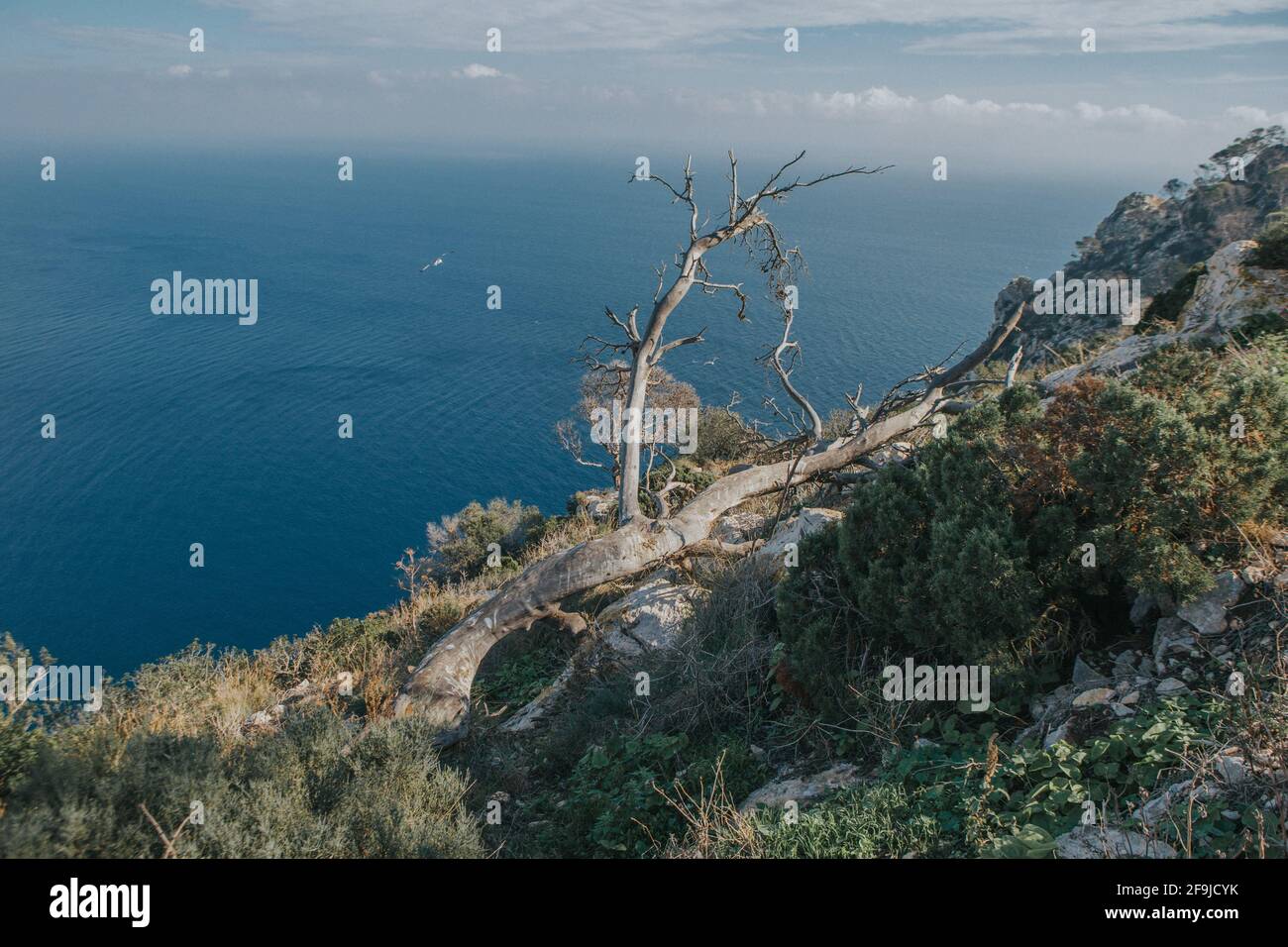 Natural view of a dead tree on a sloppy mountain in Calpe island, Spain Stock Photo