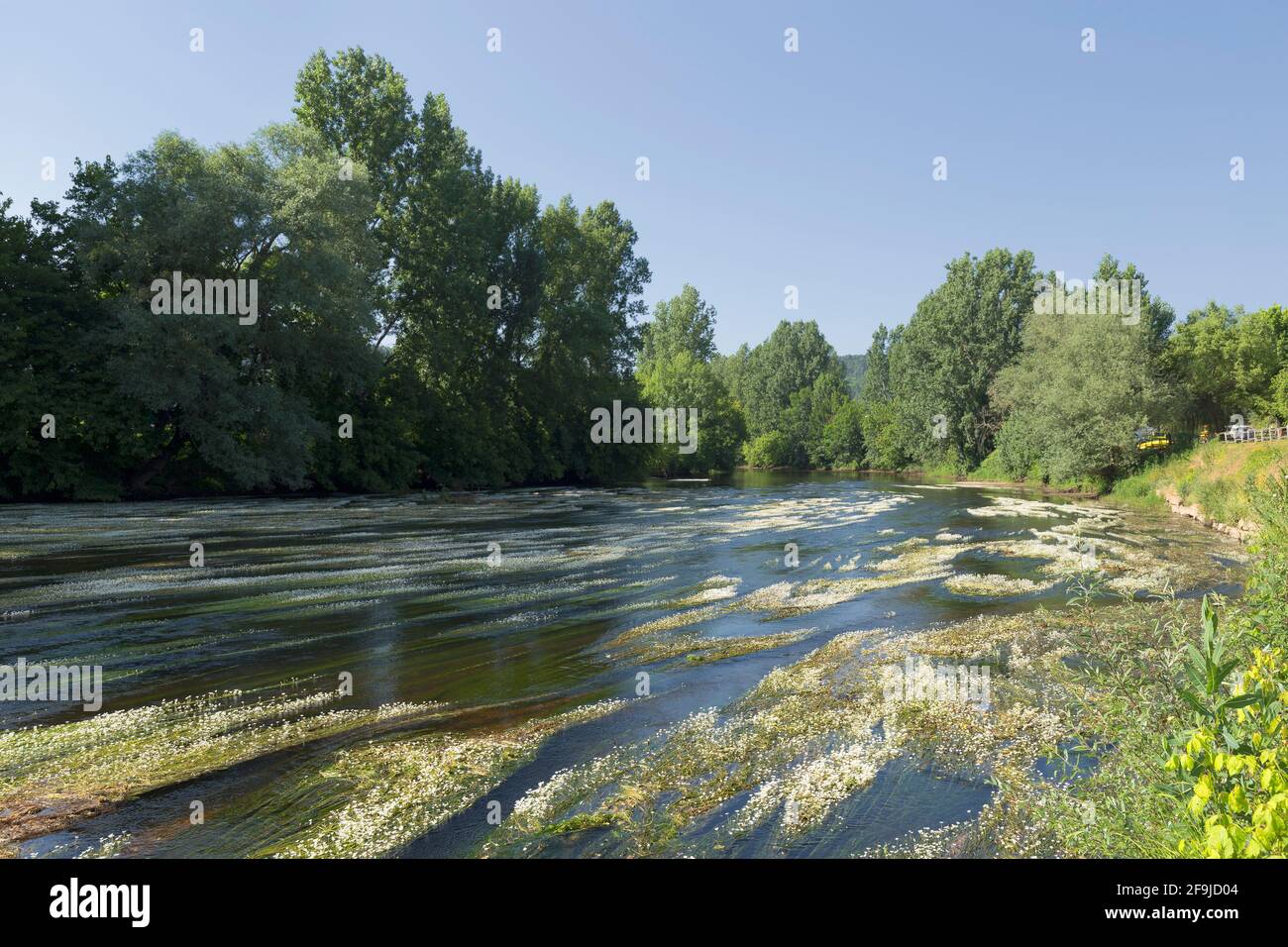 Water crowfoot (Ranunculus aquatilis) brightens the Vézère river as it flows through Saint-Léon-sur-Vézère, in the Dordogne, France Stock Photo