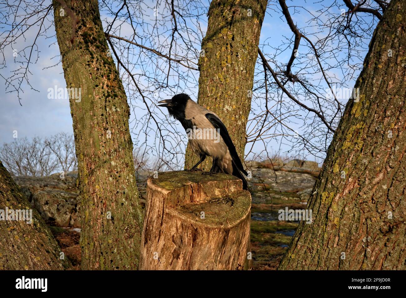 Male crow cawing while perched on a tree stump, surrounded by tree trunks. Beautiful morning of spring. Stock Photo