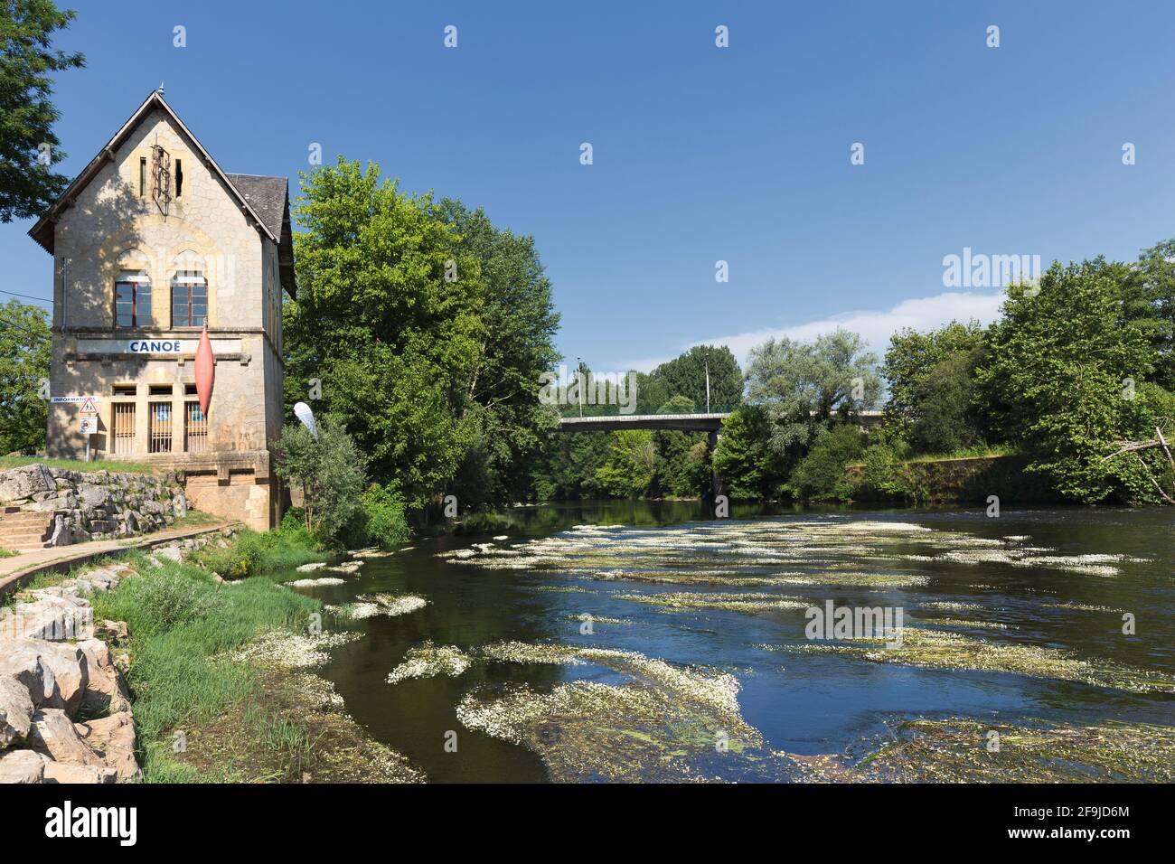 Water Crowfoot (Ranunculus aquatilis) adorns the Vézère River as it passes through Montignac, Dordogne, France Stock Photo