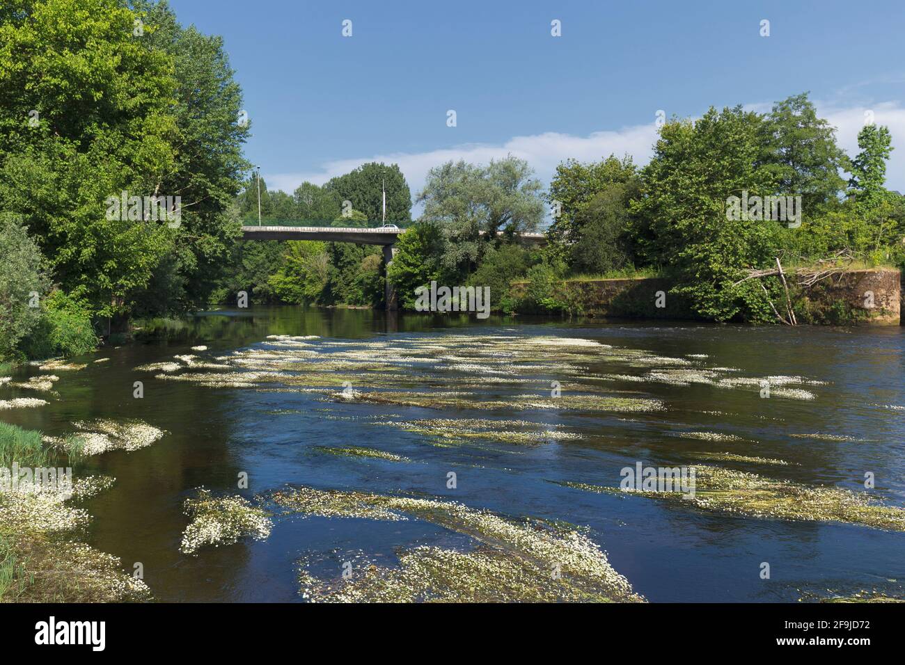 Water Crowfoot adorns the Vézère River as it passes through Montignac, Dordogne, France Stock Photo