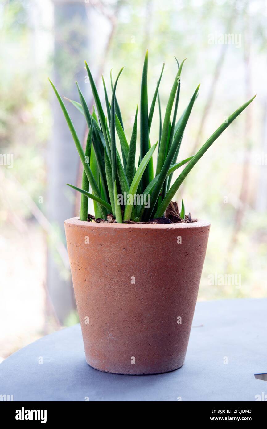 Some kind of Snake plant in terracotta pots for garden decoration Stock
