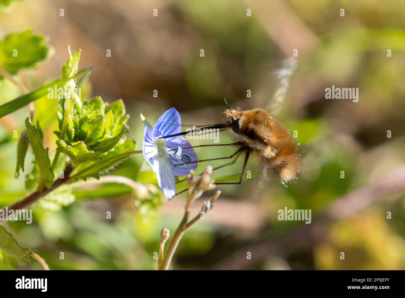 Dark-edged bee-fly (Bombylius major) nectaring on a germander speedwell (Veronica chamaedrys) flower during April, UK Stock Photo