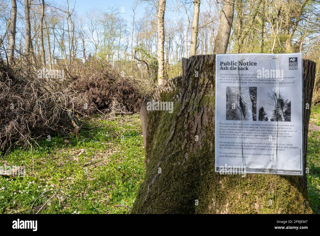 Ash dieback tree disease notice in woodland with ash trees chopped down for safety reasons, Hampshire, England, UK Stock Photo