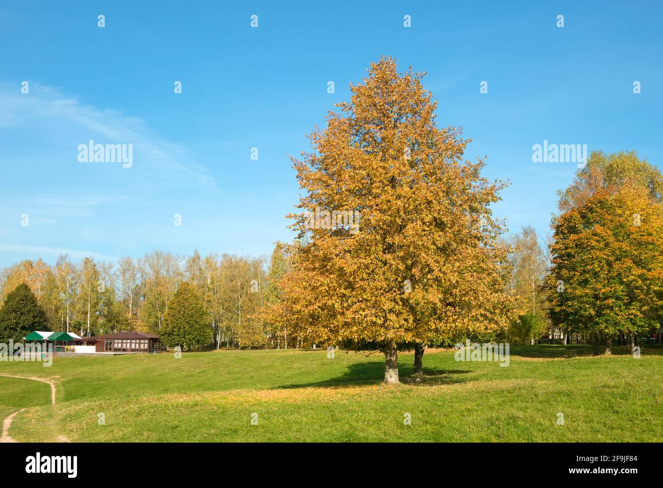 Forest and colorful trees on an autumn sunny day Stock Photo - Alamy
