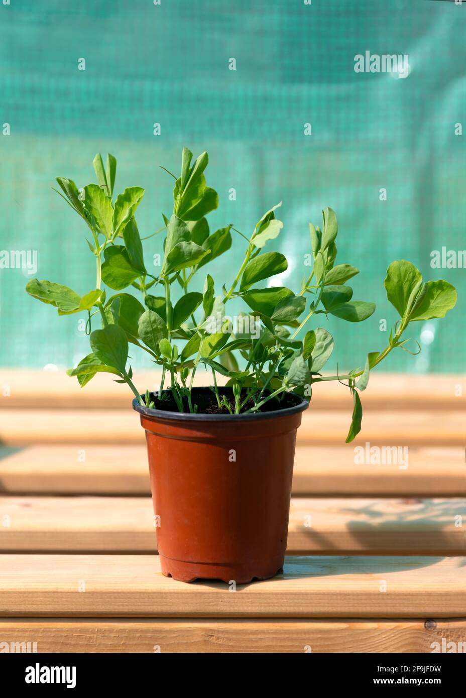 Collection of sweet peas seedlings  close up ready to be potted on growing in a poly tunnel on an allotment at a smallholding  copy space above plain Stock Photo