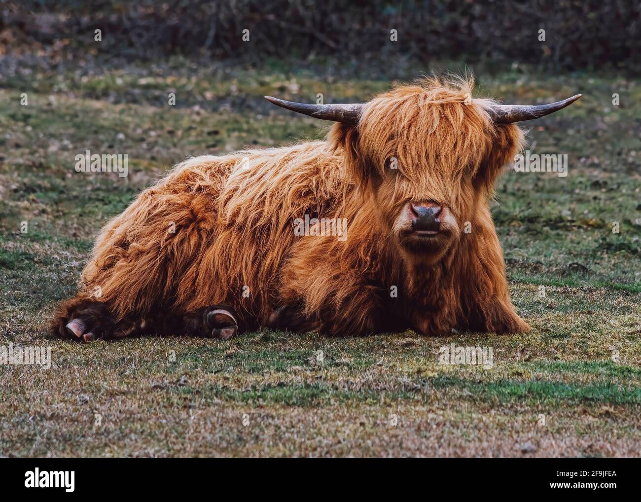 How much room does a highland cow need