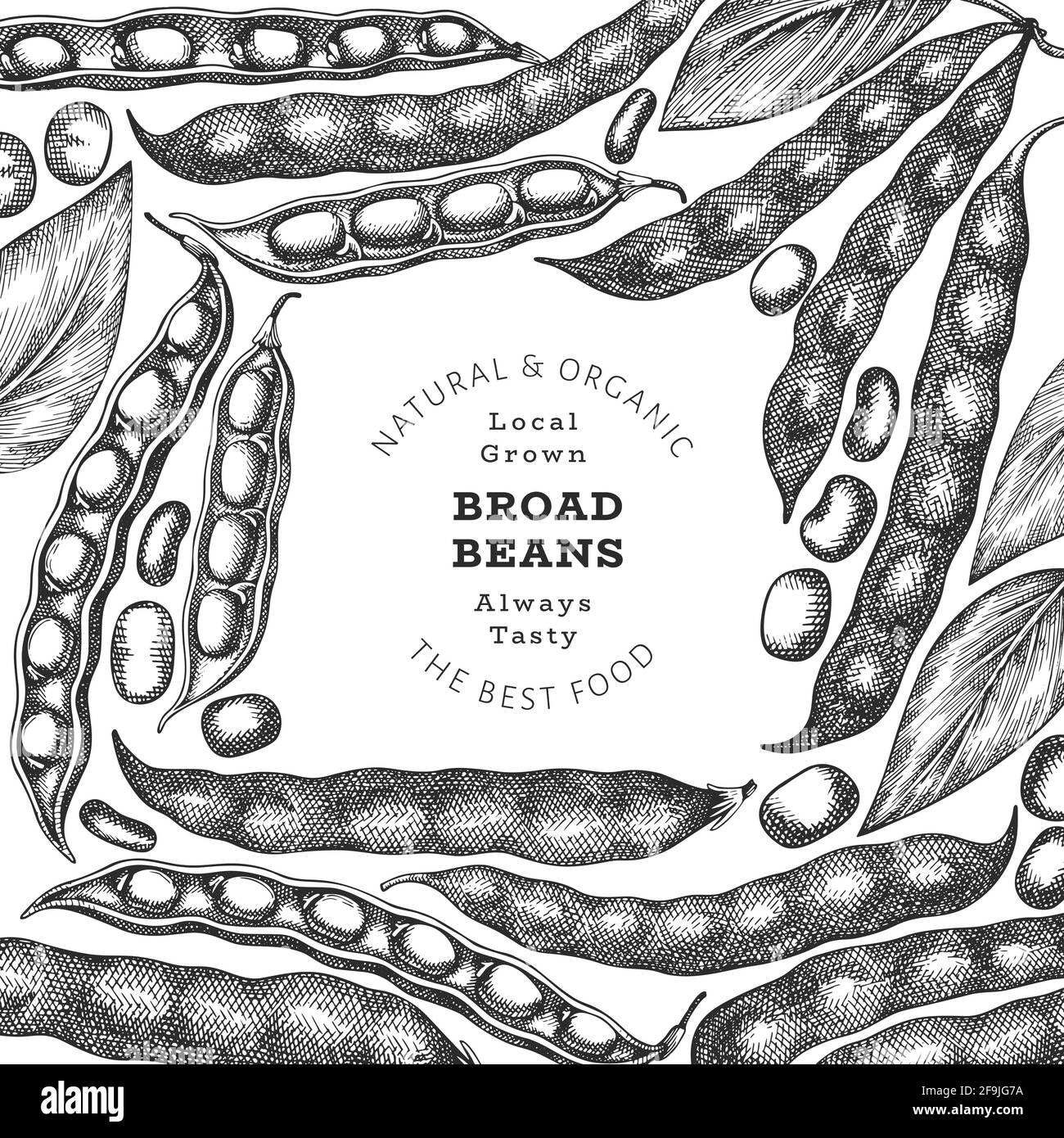 Hand drawn broad beans design template. Organic fresh food vector illustration. Retro pods illustration. Engraved botanical style cereal background. Stock Vector