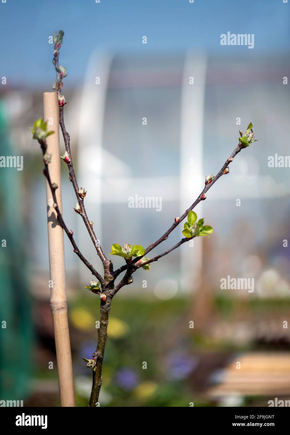 Selective focus on a budding  fruit tree  about to blossom  grown on a small holding ,allotment or garden ,background to aid copy space Stock Photo