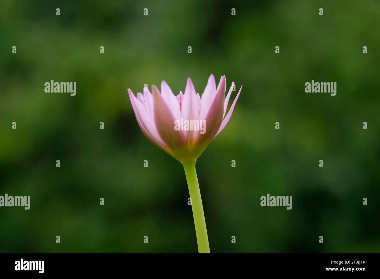 Closeup side view angle of blooming pink water lily flower with stem