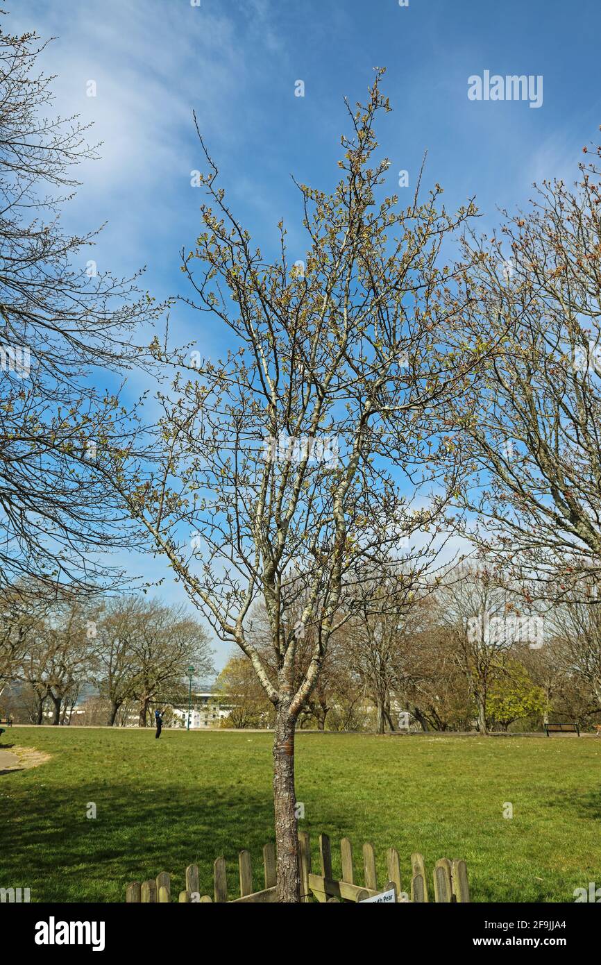 A Plymouth Pear Tree growing in Devonport Park. This rare specimen of an endangered species, one of Britains rarest, was given to the park in 2013. Th Stock Photo