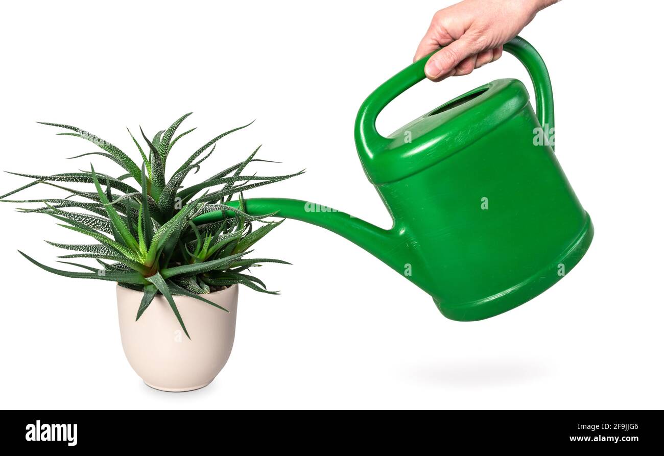 Plastic houseplant hires stock photography and images Alamy