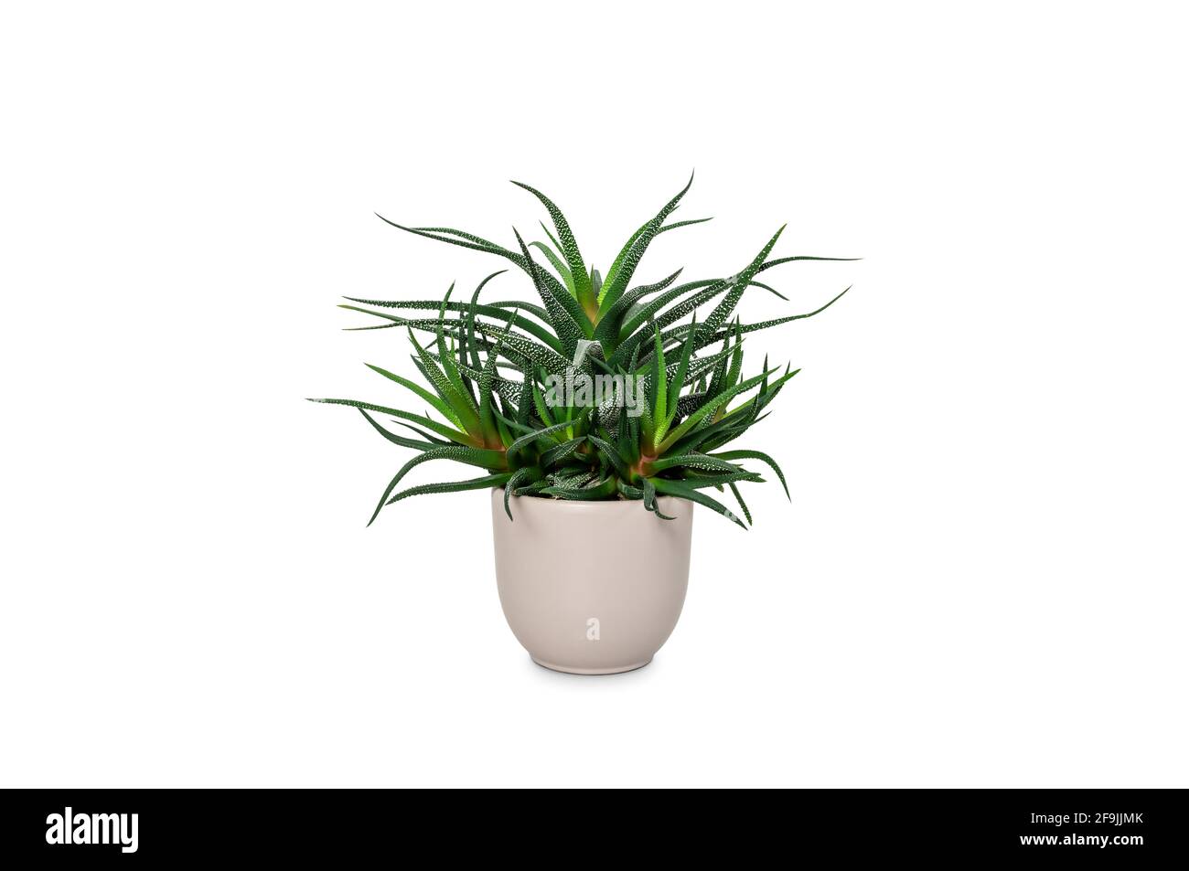 Succulent plant in pot isolated on white. Stock Photo