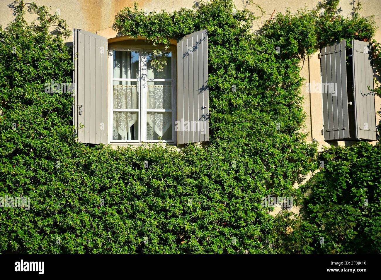 Provençal house facade with wooden window shutters surrounded by a green vine in the picturesque village of Lourmarin in Provence France. Stock Photo