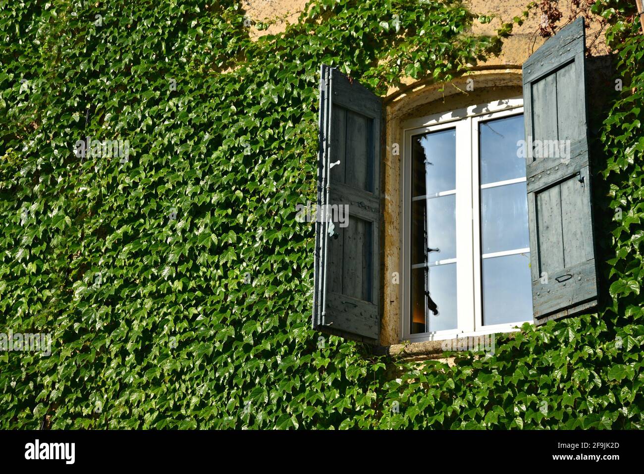 Provençal house facade with wooden window shutters surrounded by a green vine in the picturesque village of Lourmarin in Provence France. Stock Photo