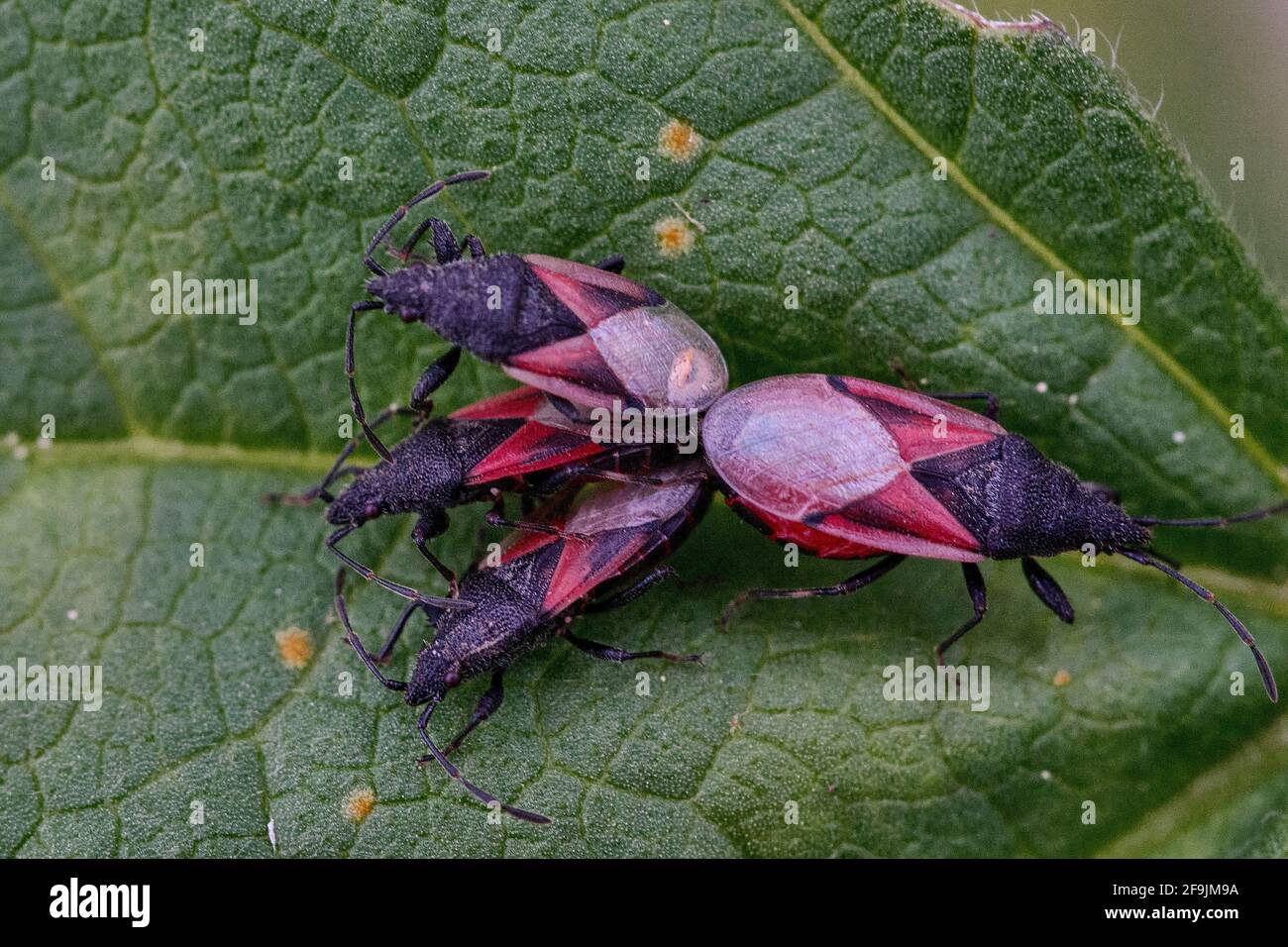 macro photography of insects, known as fire bugs, some are mating. Stock Photo