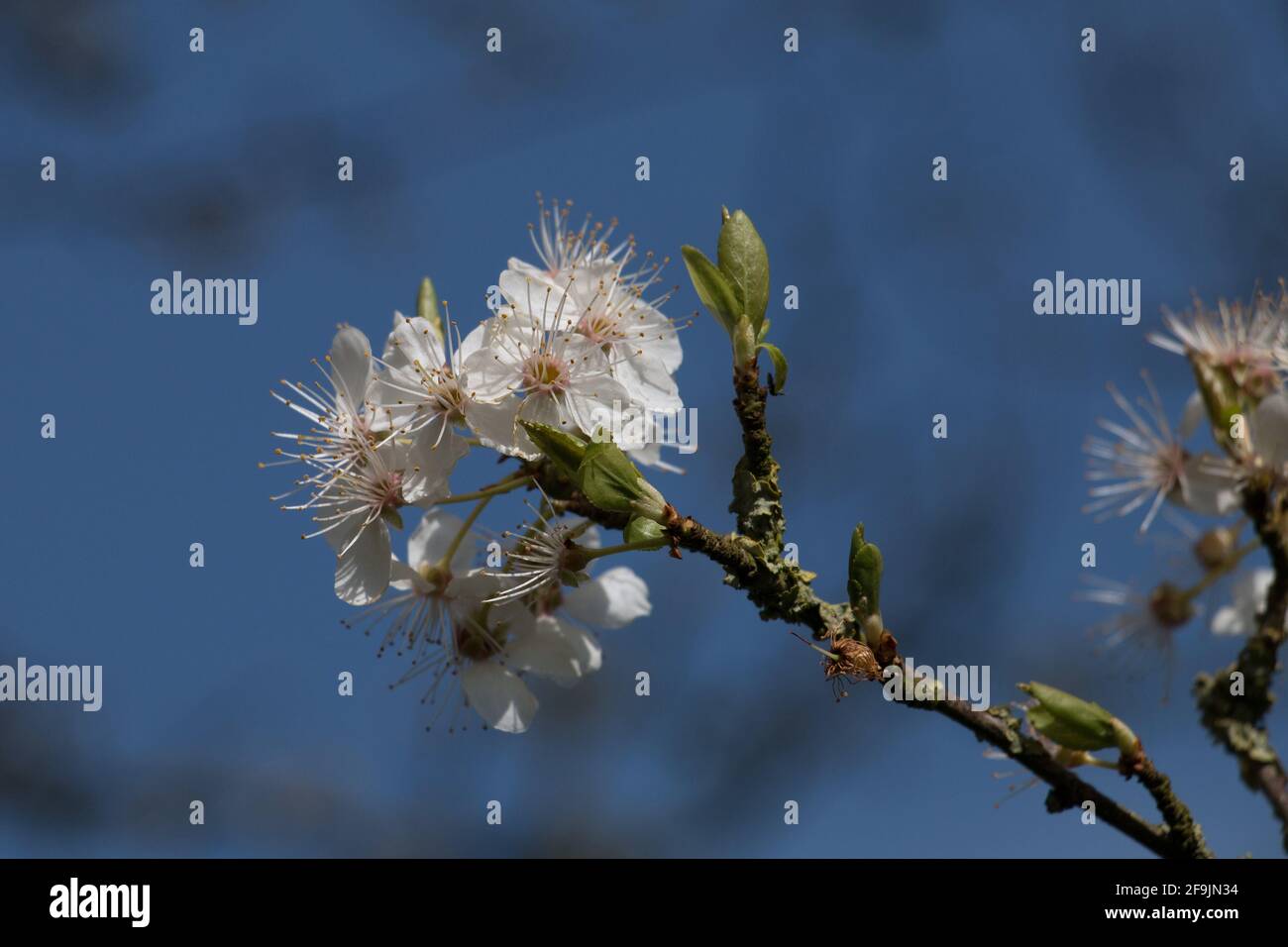 White damson tree blossom flowers, Prunus domestica insititia, blooming in springtime, close-up view Stock Photo