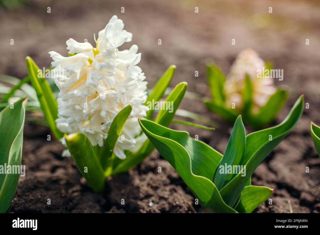 White and pink hyacinths blooming in spring garden on sunny day. April ...