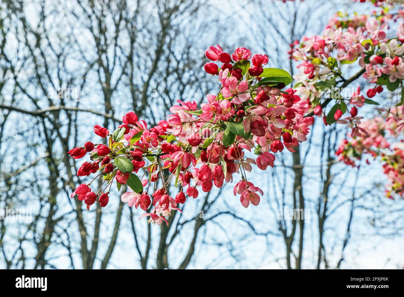 Crab Apple blossom trees herald the arrival of warmer days ahead in Devonport Park, Plymouth Devonport Park in Plymouth is often refered to as the Peo Stock Photo
