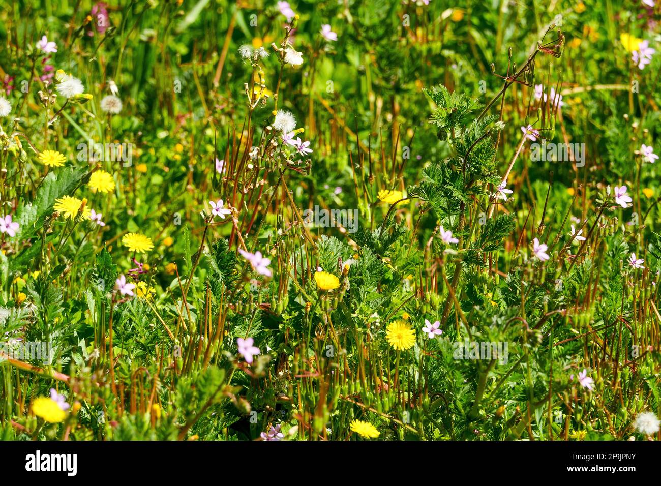 Wild flowers, Lyon, France Stock Photo Alamy