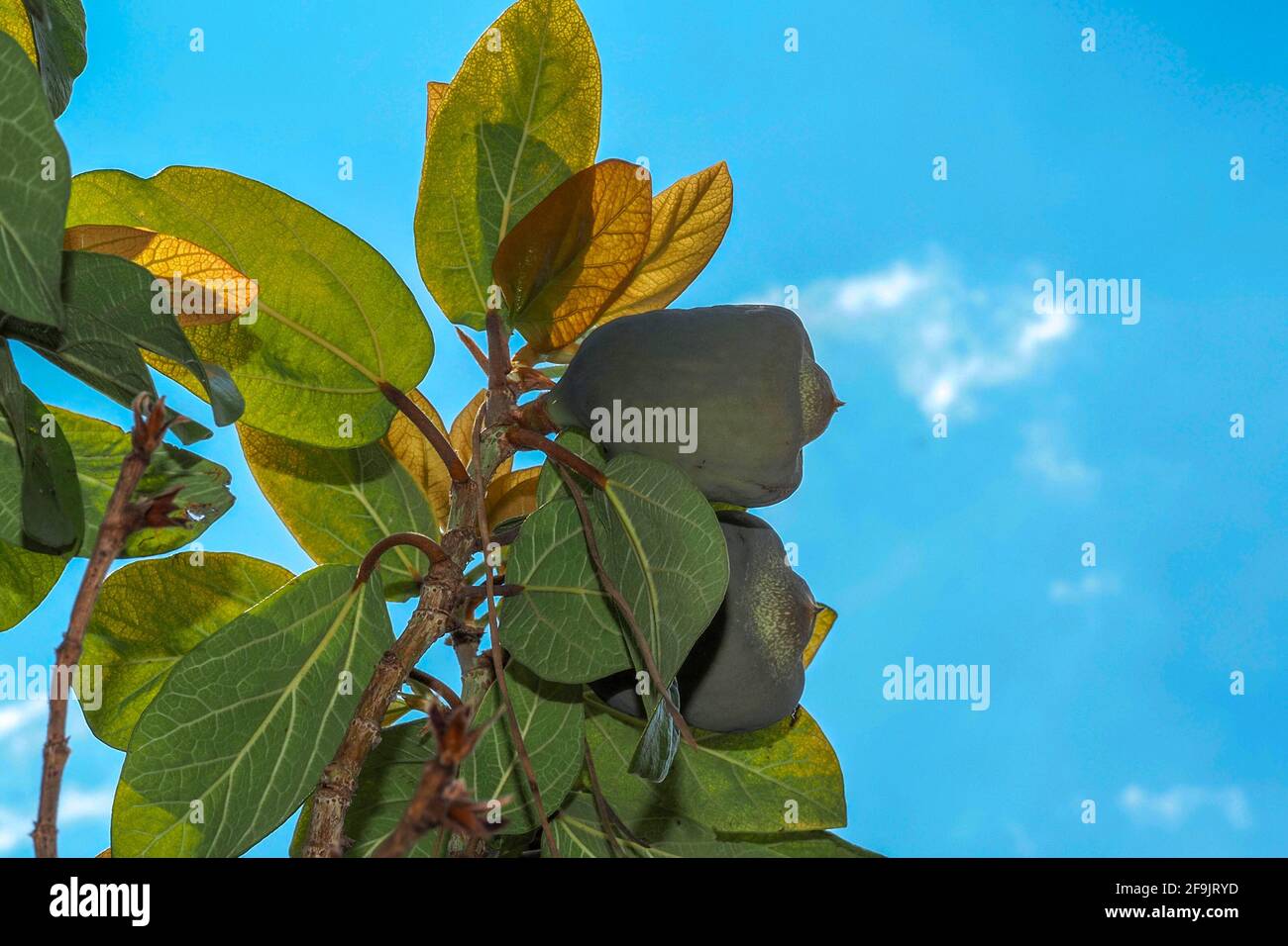 ficus pumila hedge fruit detail close up Stock Photo