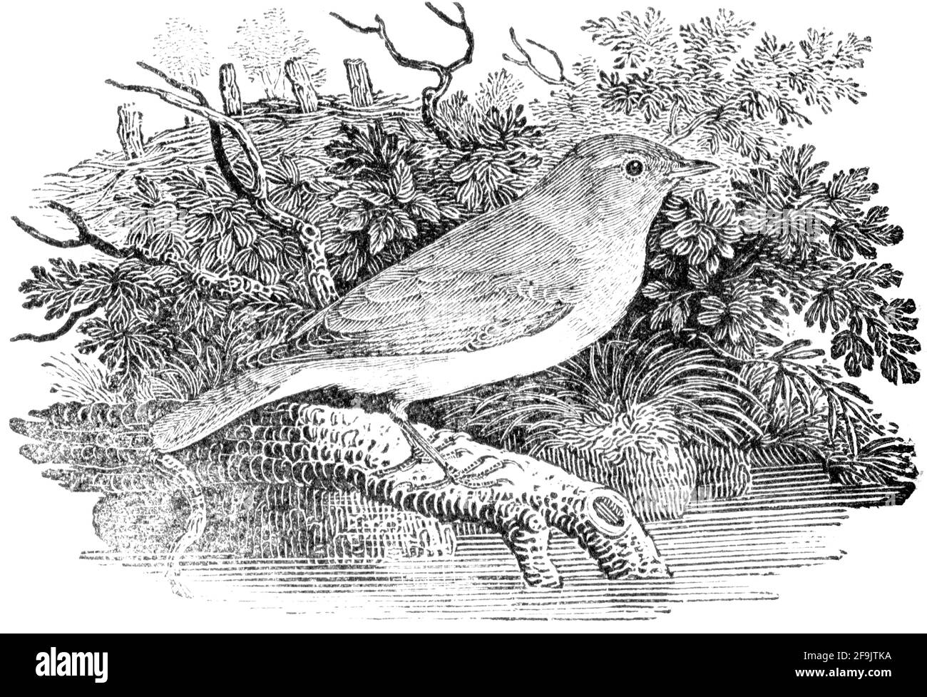 A bird engraved by Thomas Bewick from 'The History of British Birds' of Stock Photo