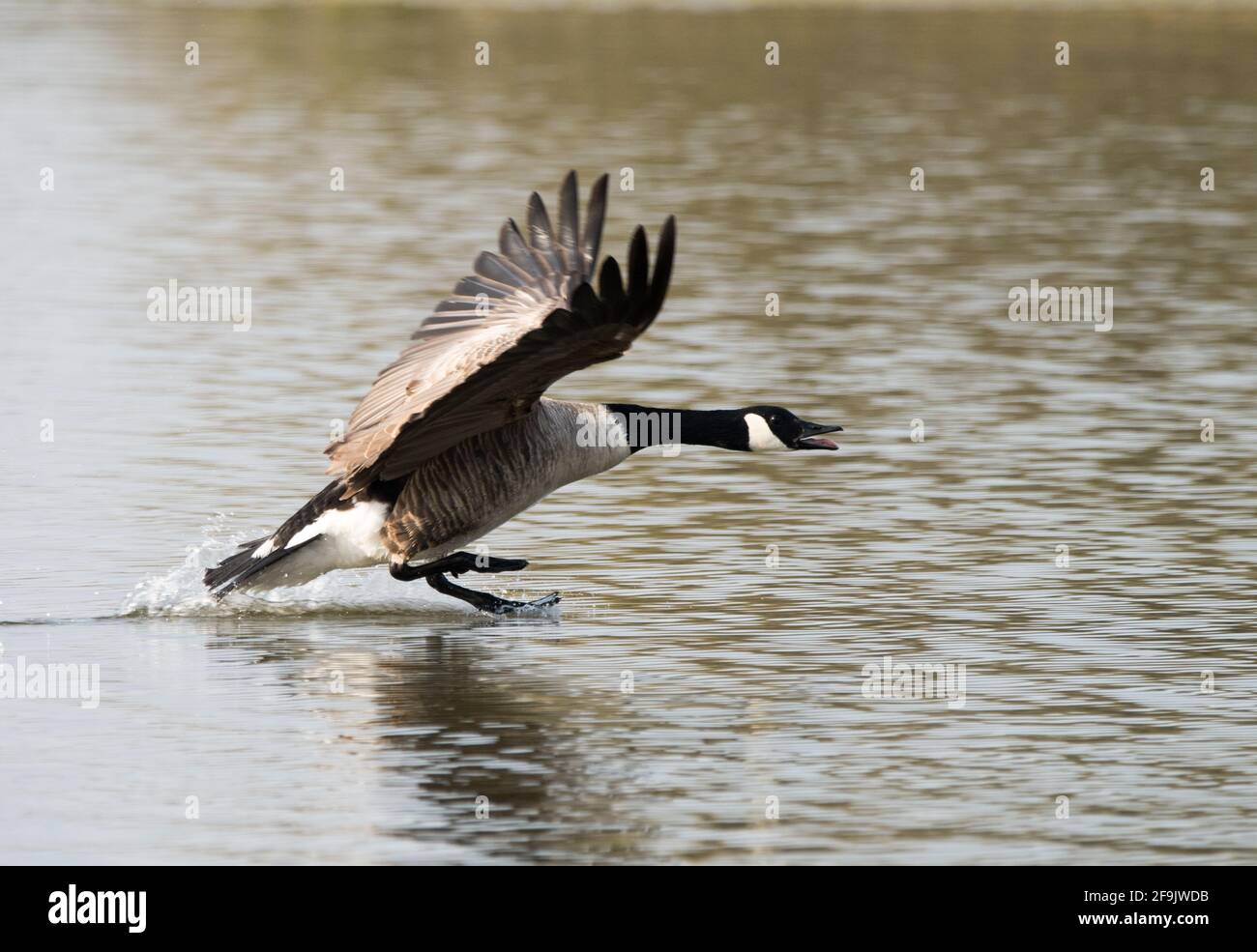 Canada Goose (Branta Canadensis) Stock Photo