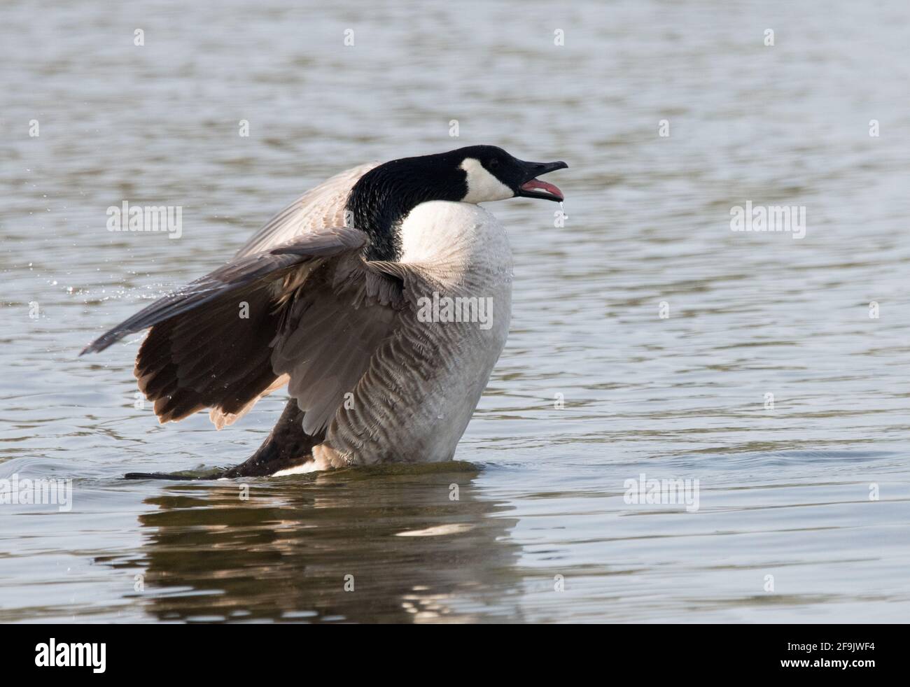 Canada Goose (Branta Canadensis) Stock Photo