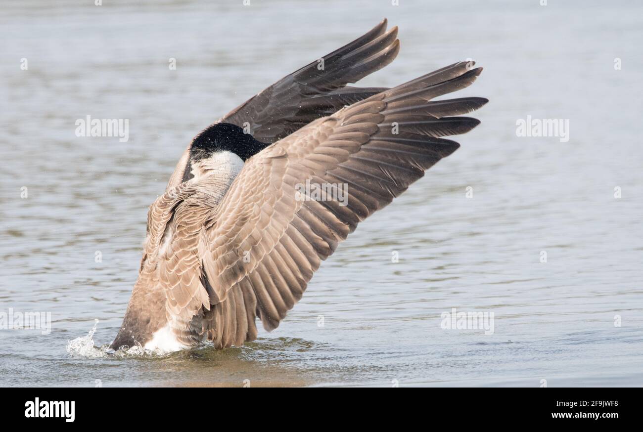 Canada Goose (Branta Canadensis) Stock Photo