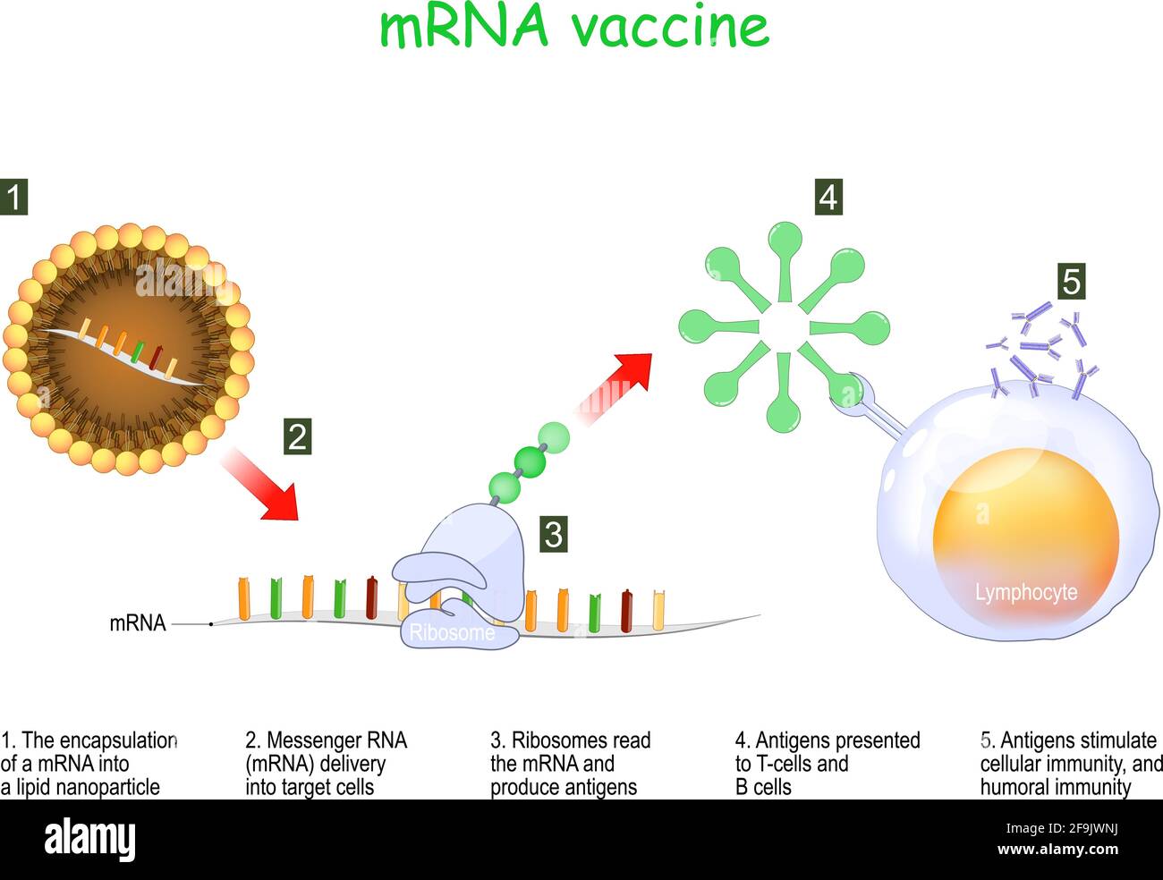 mRNA vaccine. The encapsulation of a Messenger RNA into a lipid nanoparticle and delivery into target cells. Ribosomes read the mRNA and produce antig Stock Vector