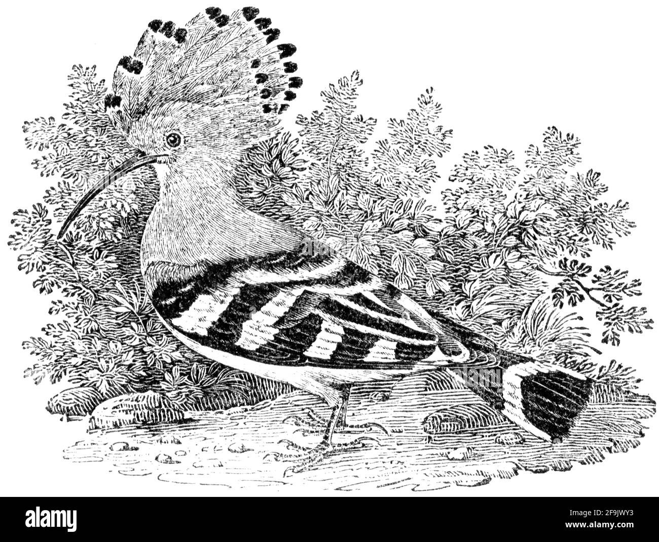 A bird engraved by Thomas Bewick from 'The History of British Birds' of Stock Photo