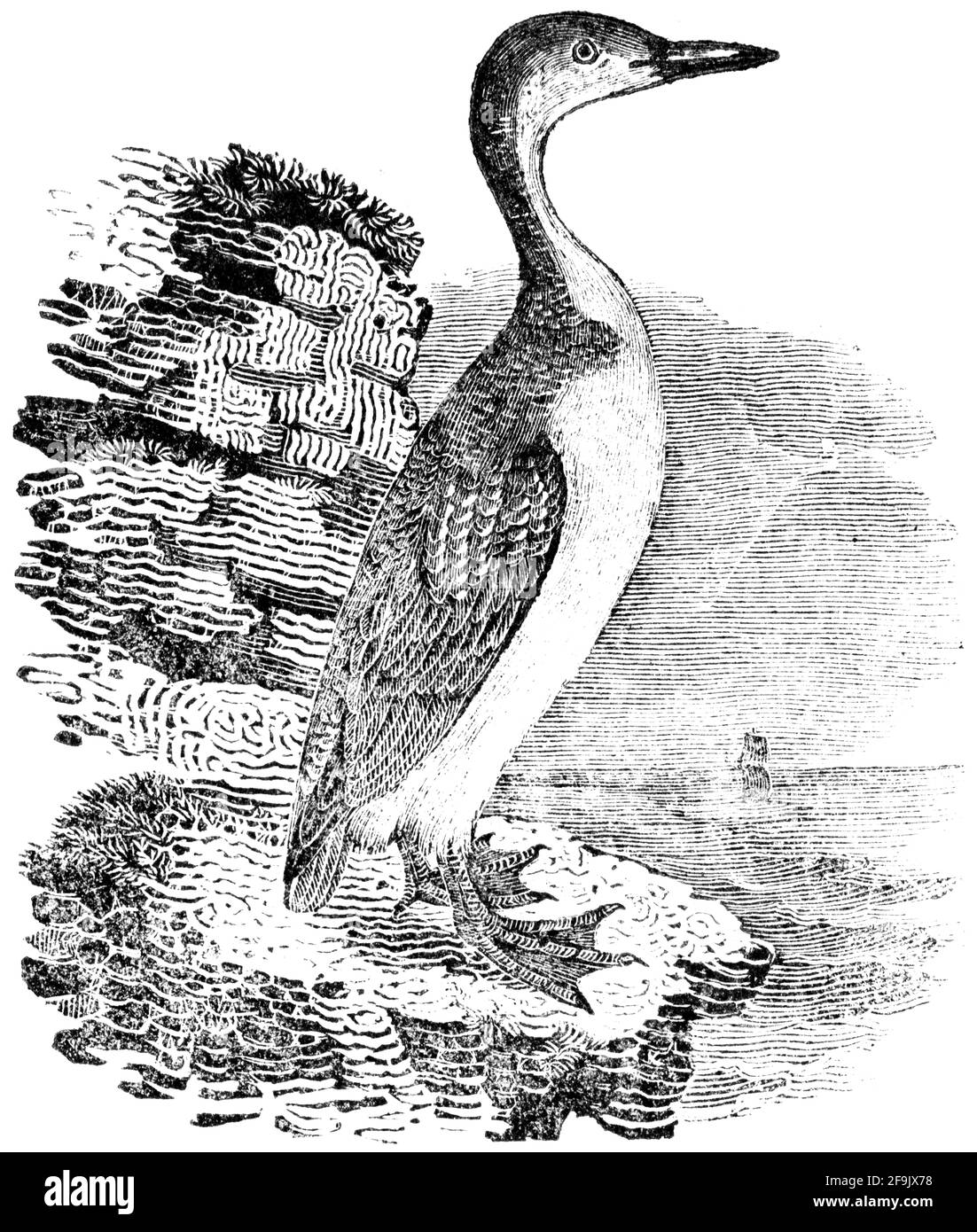 A bird engraved by Thomas Bewick from 'The History of British Birds' of Stock Photo