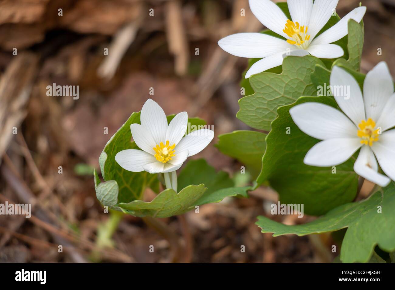 Select focus of a bloodroot flower blossoming in the forest in the spring Stock Photo