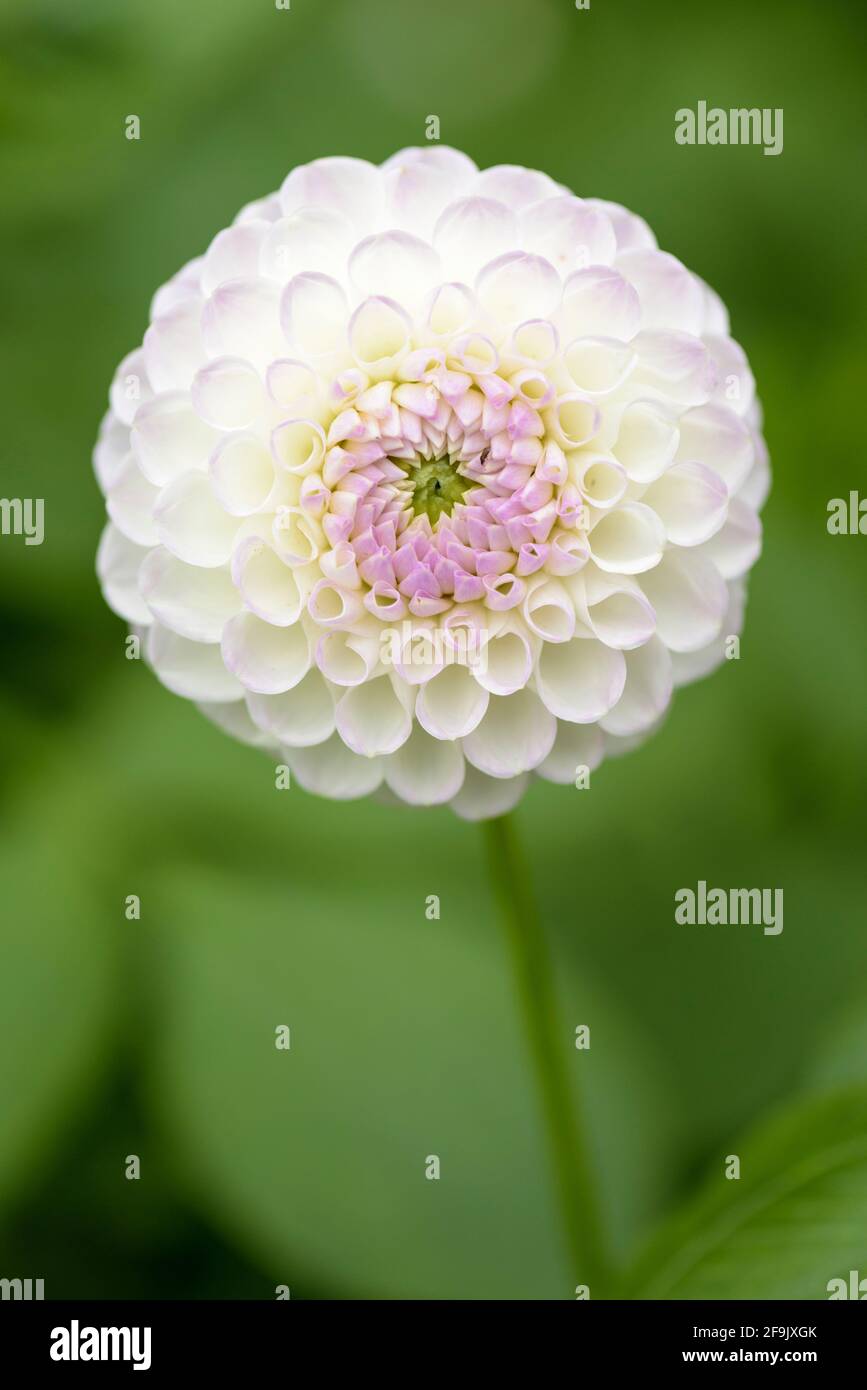 Miniature Ball Dahlia 'Josie Gott'. White flower flushed pale purple. Single flower, out of focus green background Stock Photo