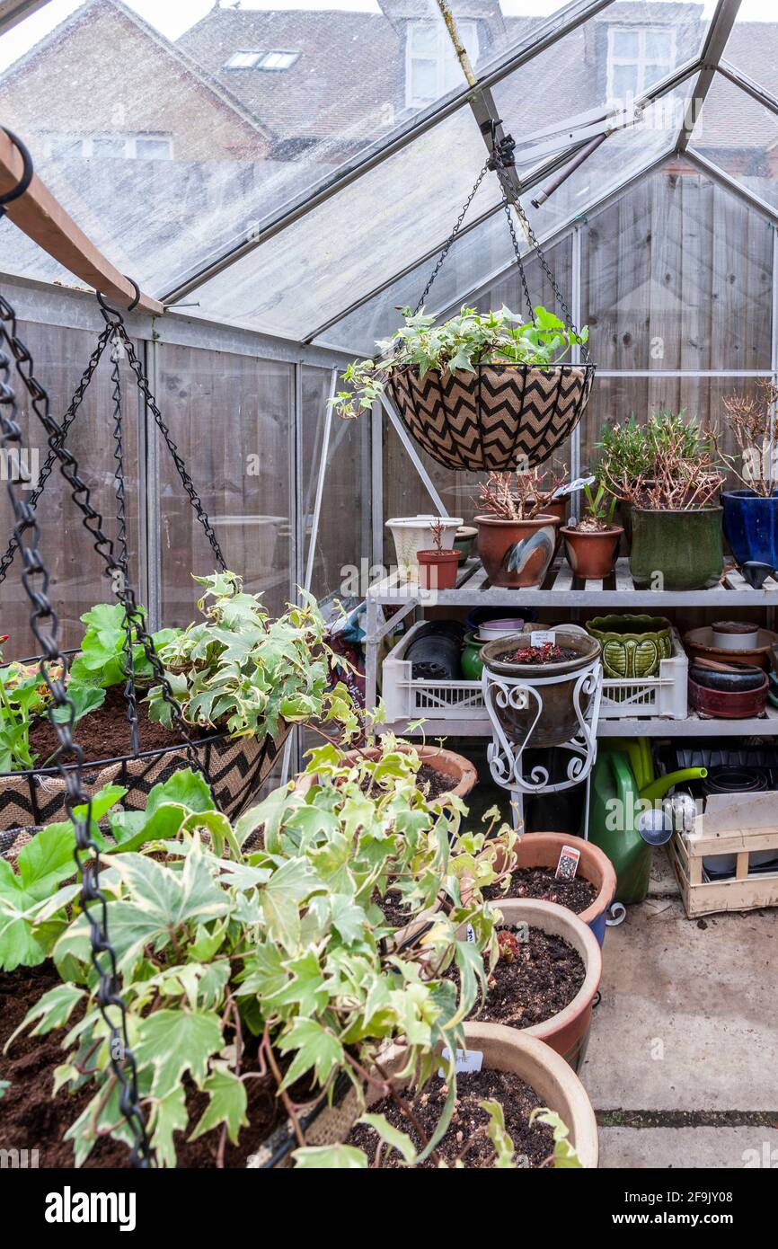 Greenhouse, Begonia Tubers planted during Isolation are starting to grow and hanging baskets