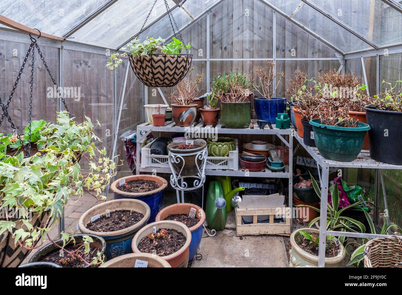 Greenhouse, Begonia Tubers planted during Isolation are starting to grow and hanging baskets