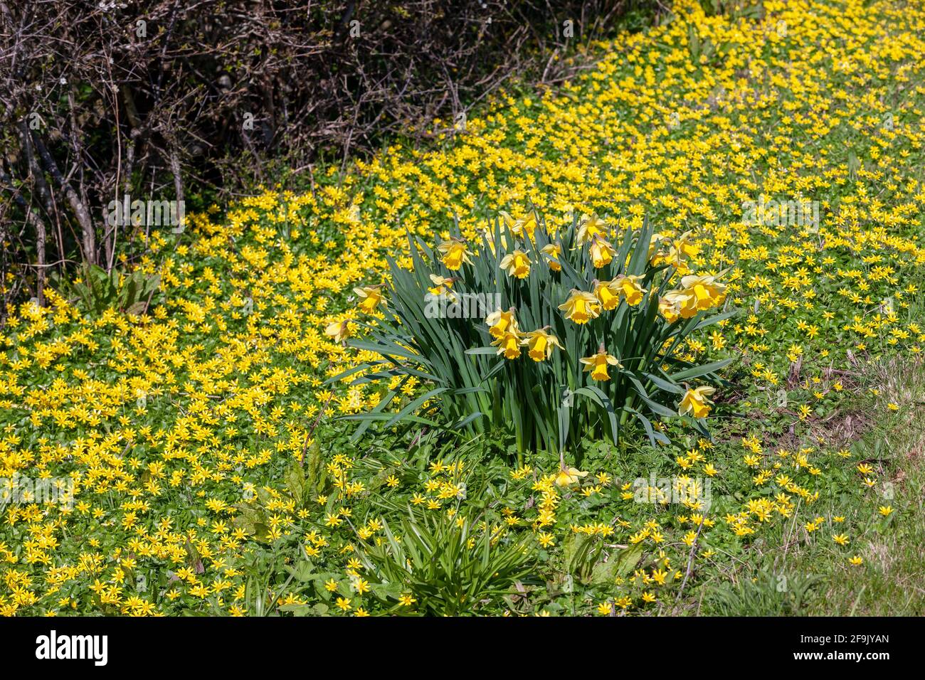 Greater Celandine. Chelidonium majus Papaveraceae around a bunch of Daffodil. Narcissus pseudonarcissus,(daffodil) Northamptonshire, England, UK. Stock Photo