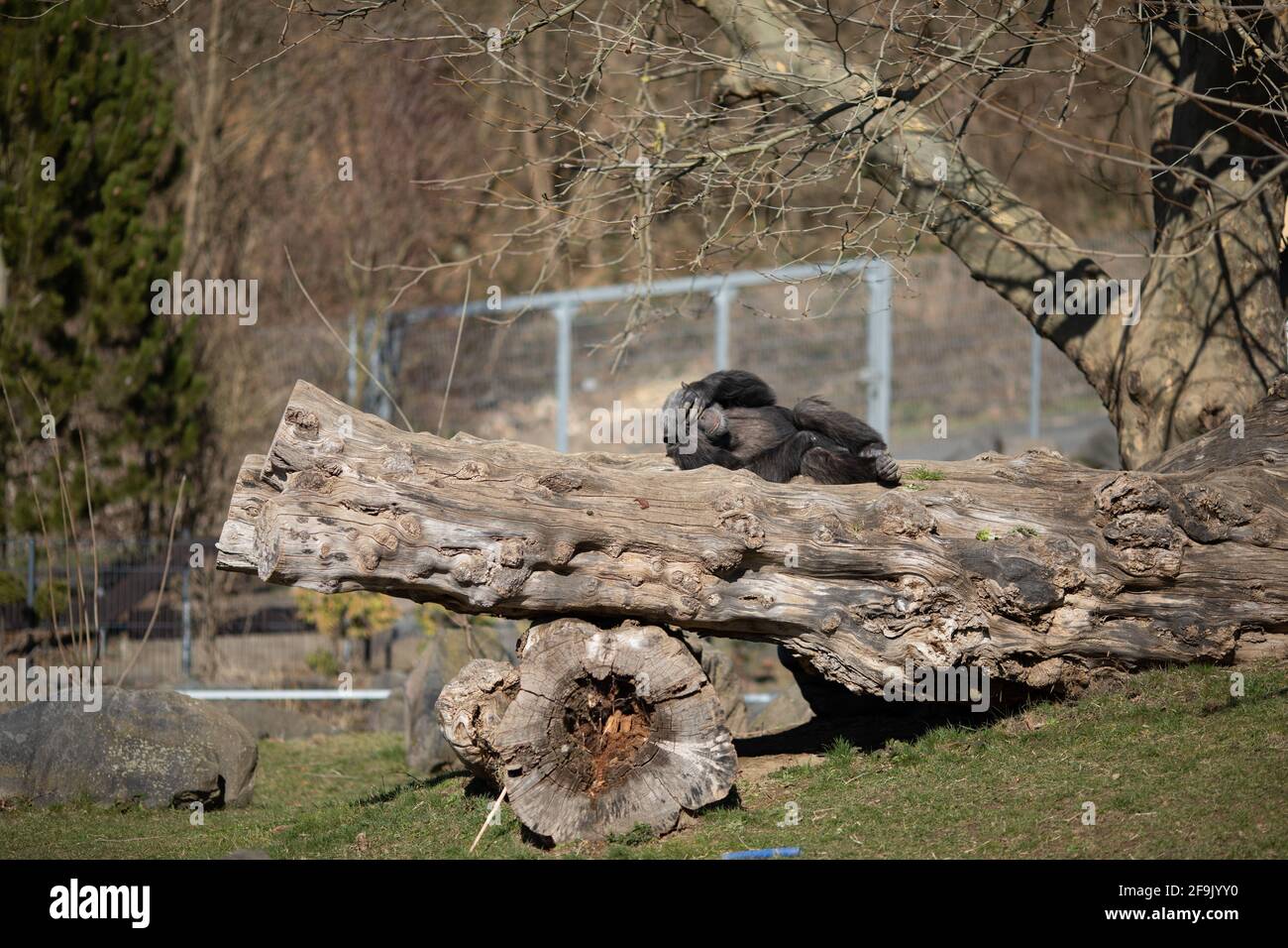 Affe im Zoo Neuwied auf Baumstamm Stock Photo
