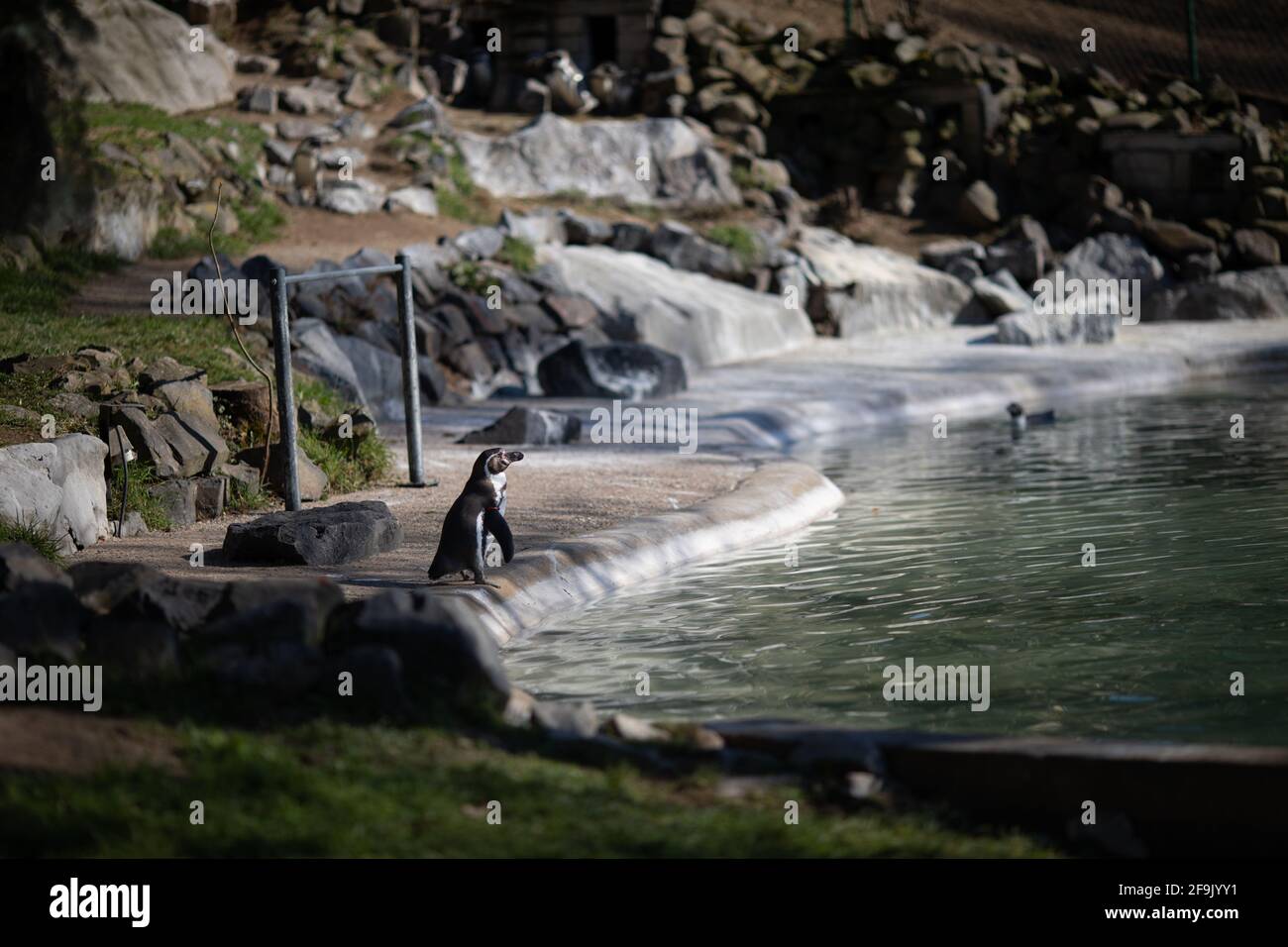 Pinguin am Beckenrand stehend Stock Photo
